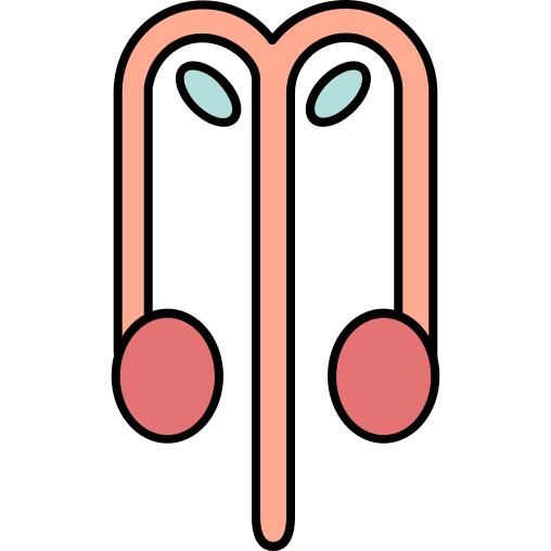 Reproductive system