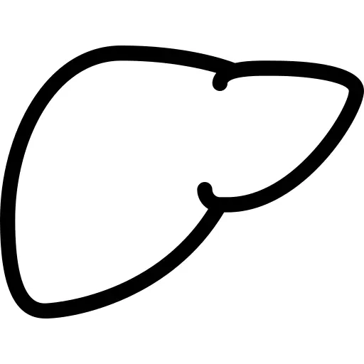 Liver
