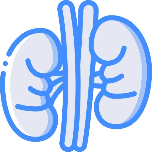 Kidney