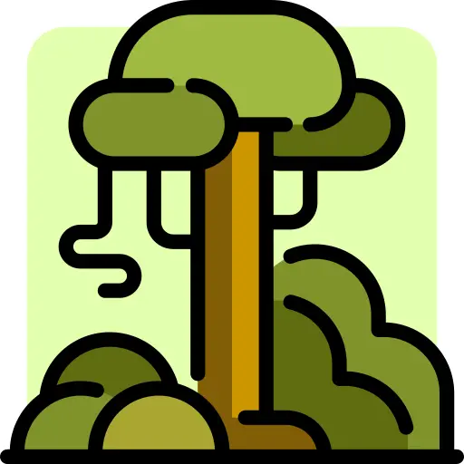 Rainforest
