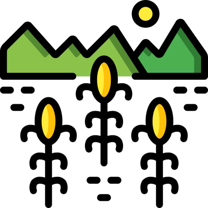 玉米