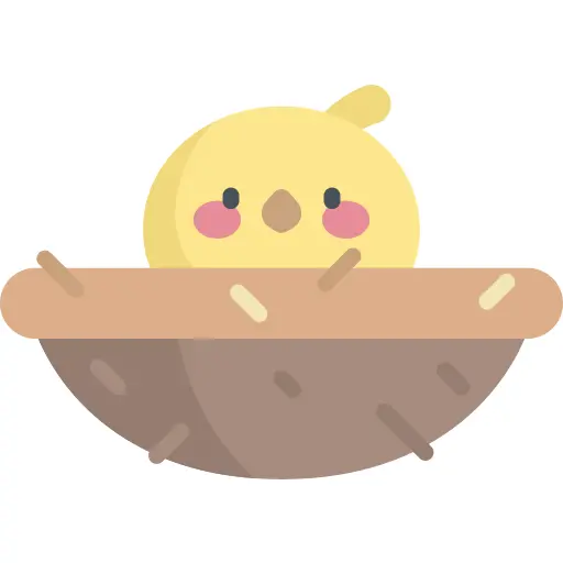 小鸡