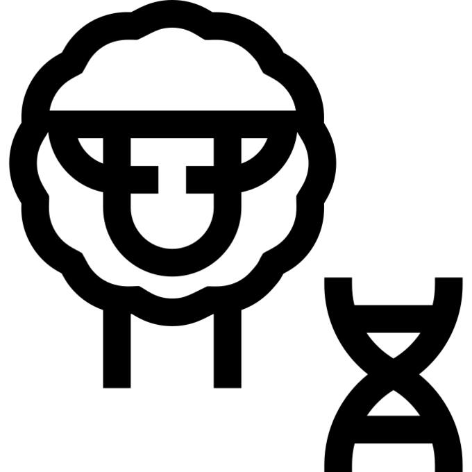 Sheep