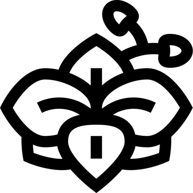 兰花