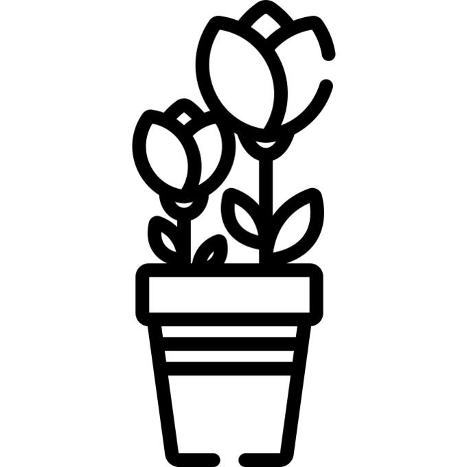 Tulip