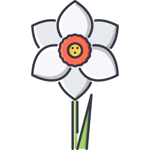 Narcissus