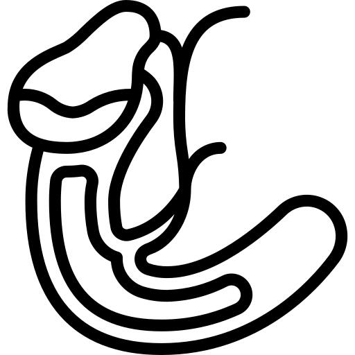 Gallbladder