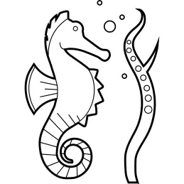 Seahorse