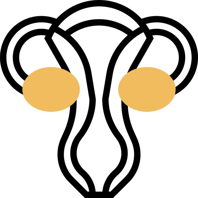 子宫