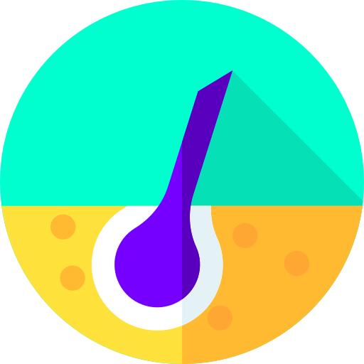 表皮