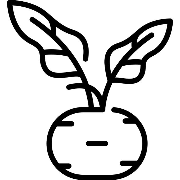 Kohlrabi