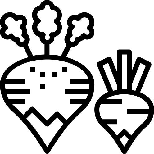 甜菜