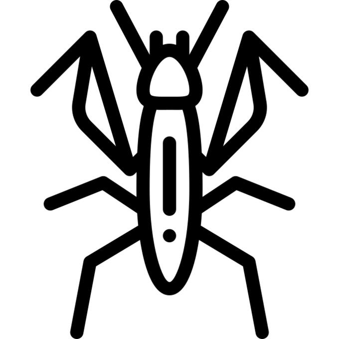 Mantis