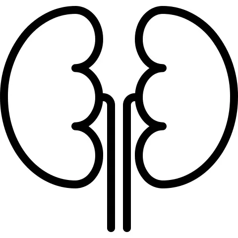 Kidney