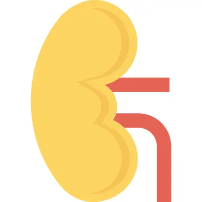 Kidney