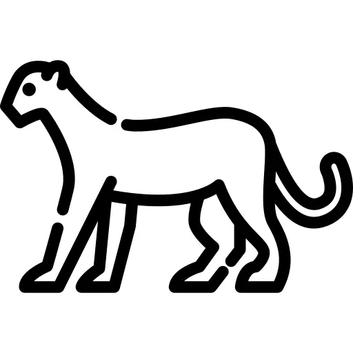 猎豹