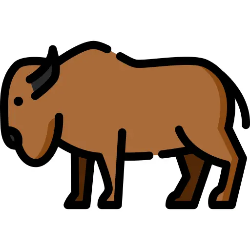 Bison