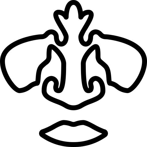 Nose