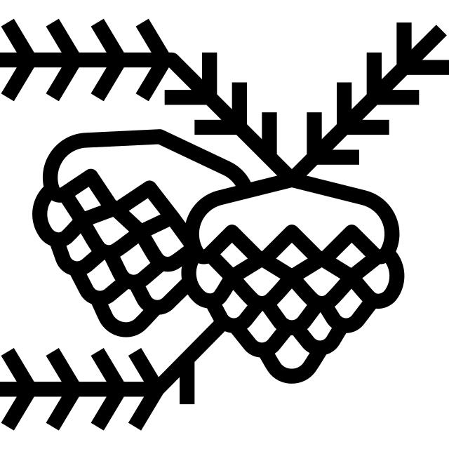 Pine cone