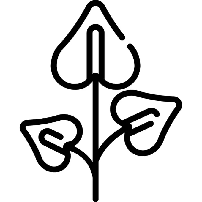 Branch