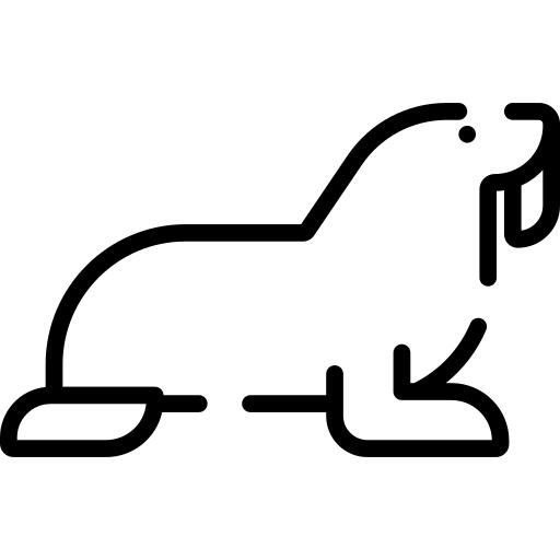 Walrus