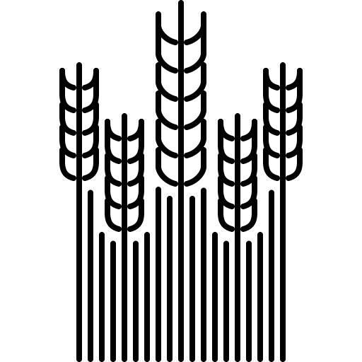 Wheat
