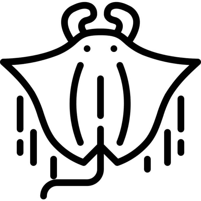 Manta ray