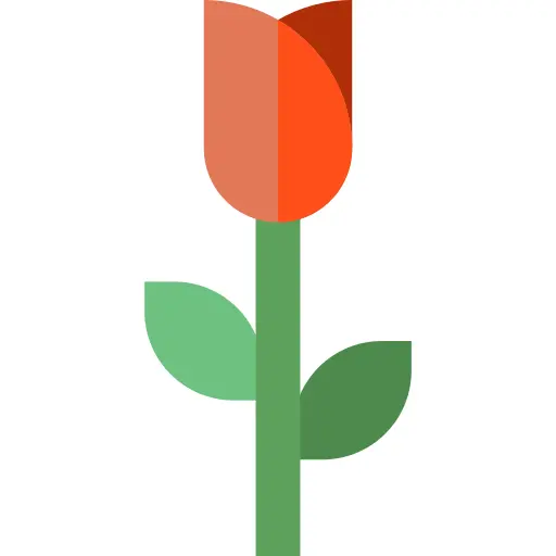 玫瑰