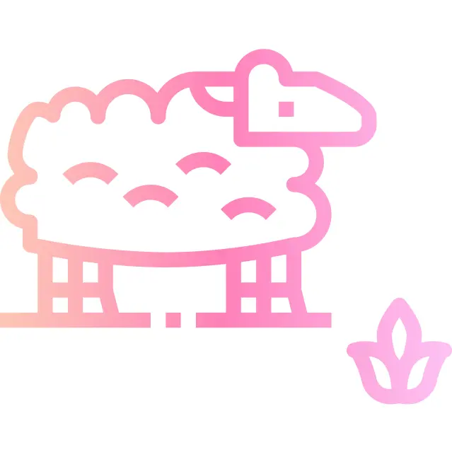 Sheep