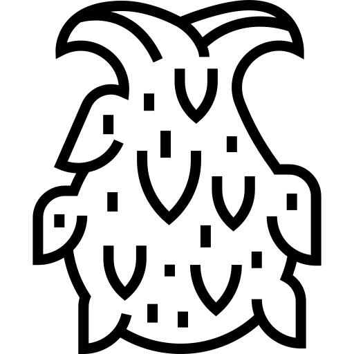 火龙果