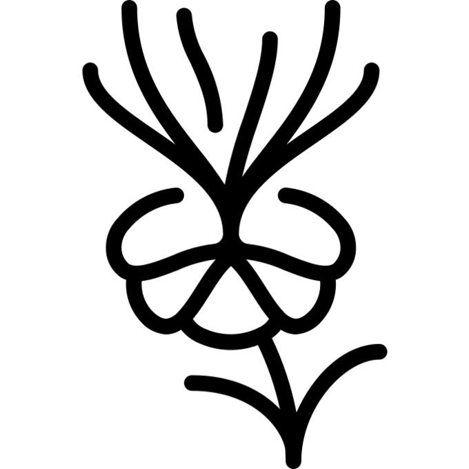 Melastome