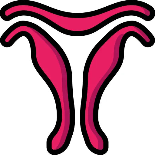 Uterus