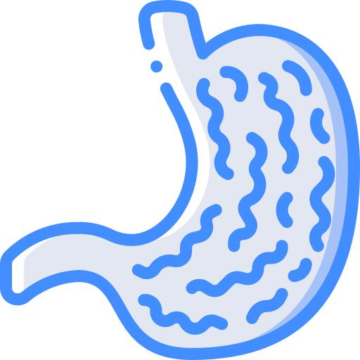 Stomach