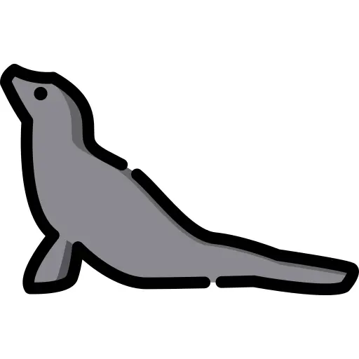 Sea lion