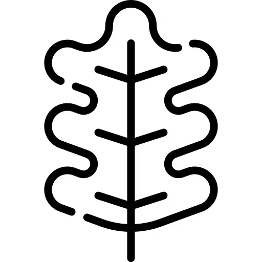 Oak leaf