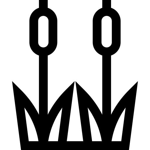 Reed