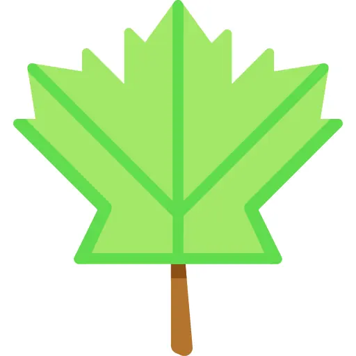 Maple leaf