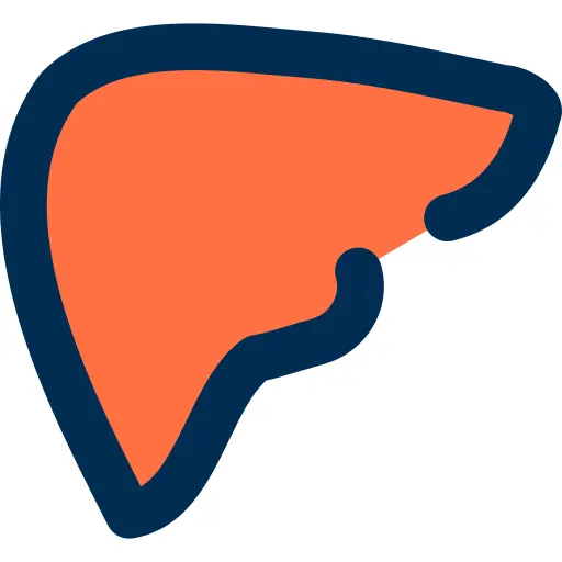 Liver