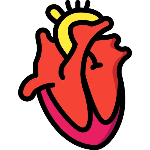 Heart