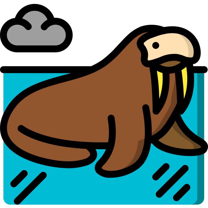 Walrus