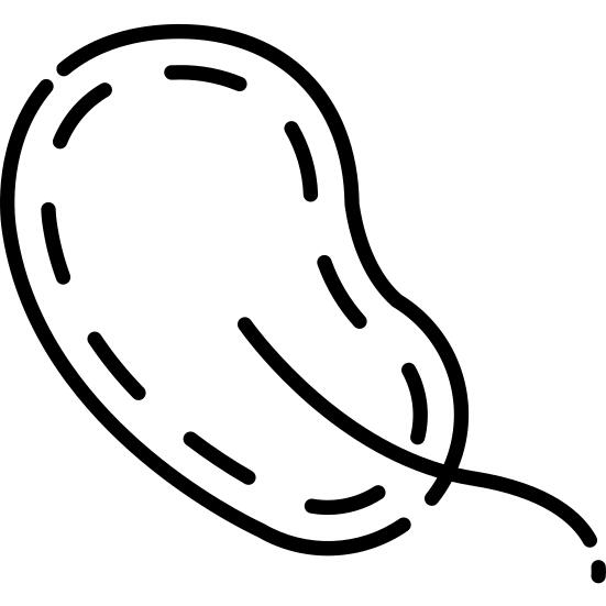 Tetracoccus