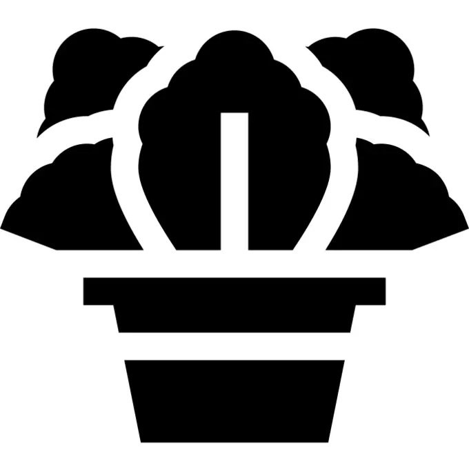 Kalanchoe