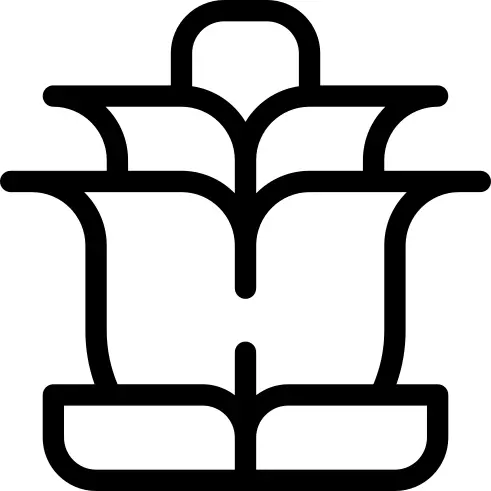 玫瑰