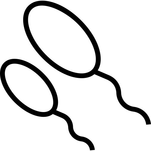 Spermatozoon