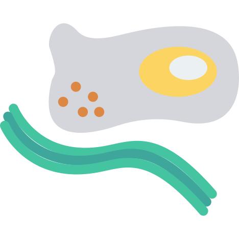 Yolk