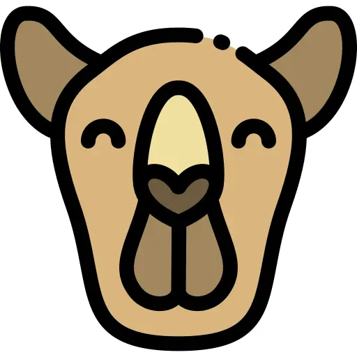 Camel