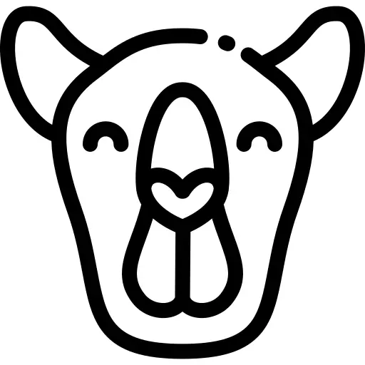 Camel