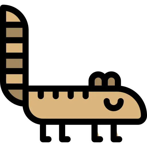 Coati