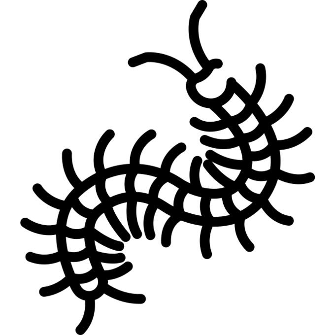 Centipede