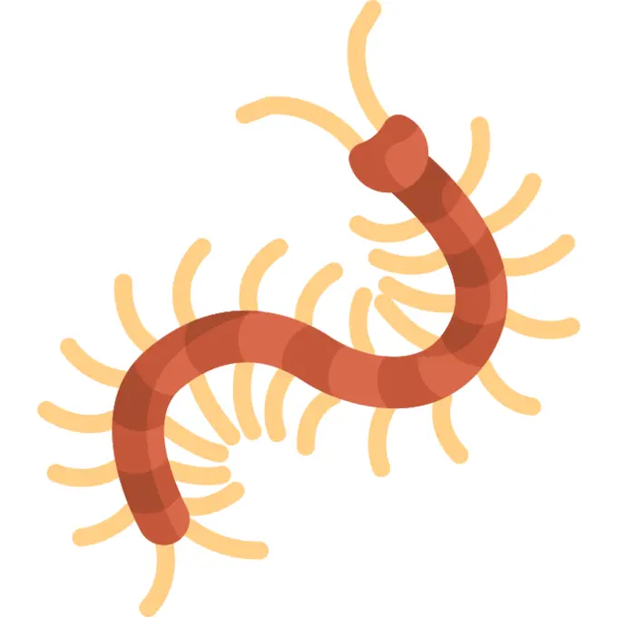 Centipede